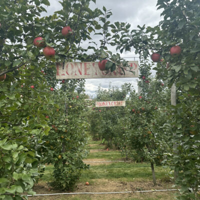 Apple Orchard Sign