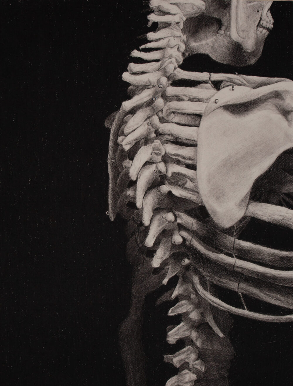 Skeleton Charcoal Drawing