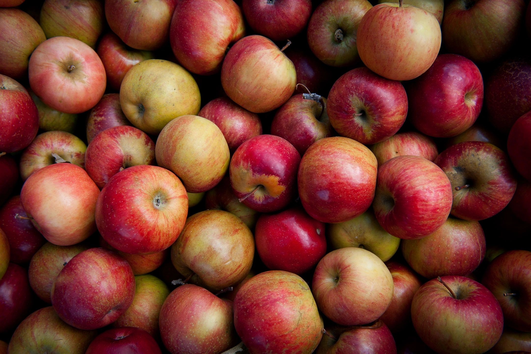 Apple Bin